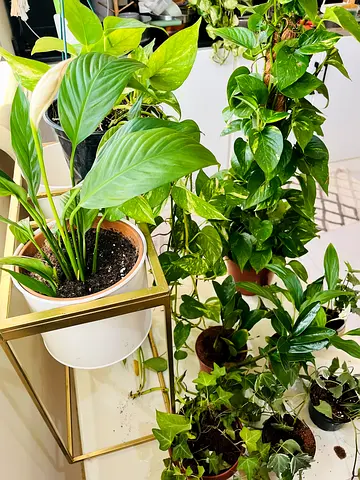 Indoor Plants Collection - Lively Greenery for Your Home