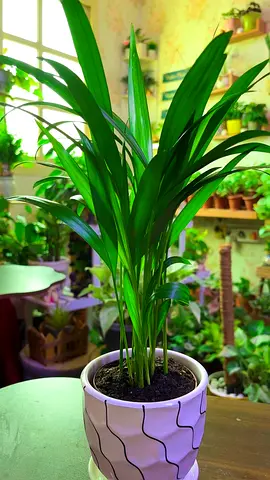 Dypsis Areca Palm / butterfly palm for sale indoor