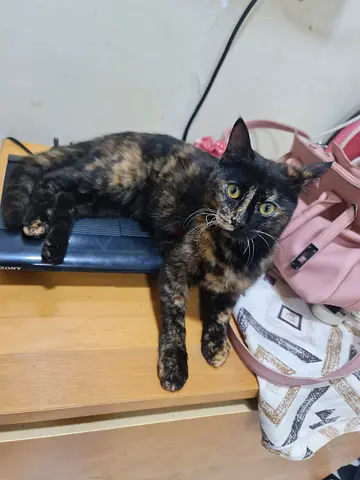 Cookie ! , a sweet female kitten