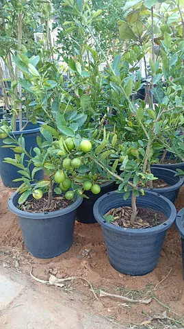 Lemon Trees in Pots
