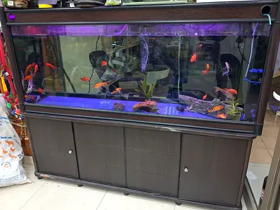 Aquarium 180cm Company Made