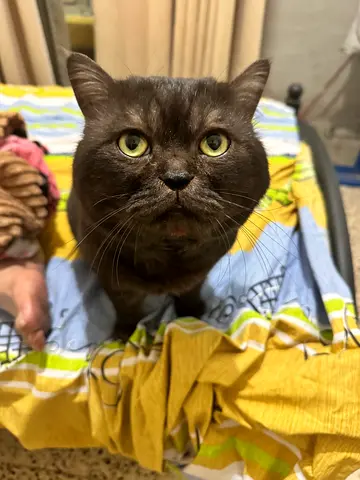 British shorthair for adaptation