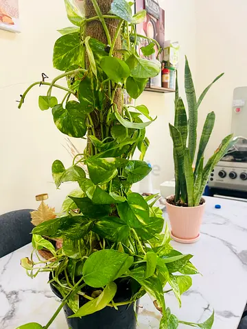 Beautiful Potted Indoor Plant