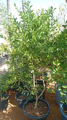 Local lemon tree Plant