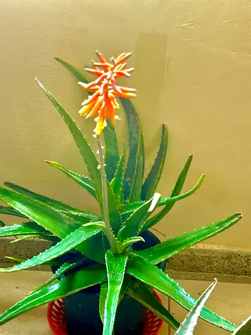 Beautiful Aloe Vera Plant for Sale