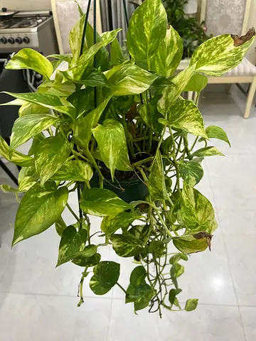 Beautiful Indoor Potted Plant - Perfect for Home Decor