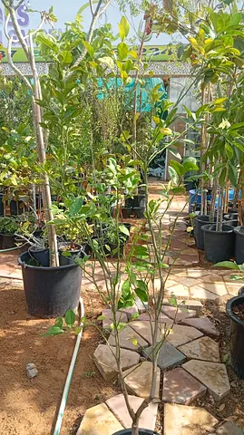 Potted mandarin Tree for Sale