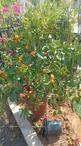 Mandarin  Tree in Pot
