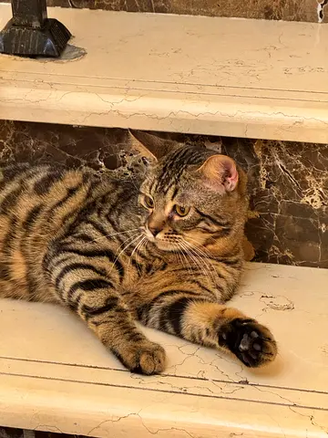 Bengal cat for adoption