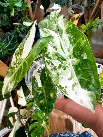 Alocasia gageana albo variegated. Aed275/-. Pickup near financial center metro station. Delivery can