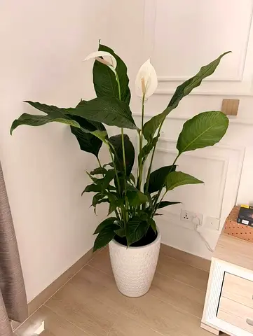Beautiful lily piece for Home Decor