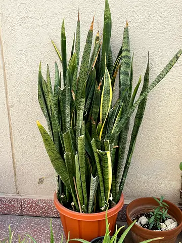 Beautiful Snake Plant in a Decorative Pot