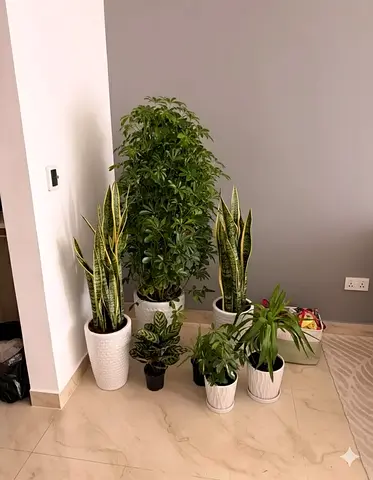 Beautiful Indoor Plants Collection for Your Home