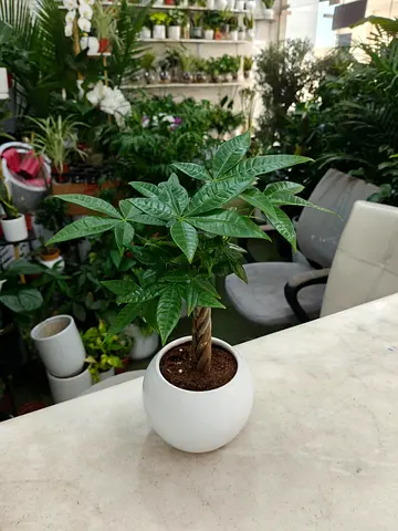 money tree Indoor Plant