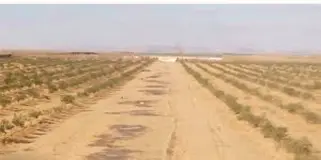 Residential land in Blida3 Second row of main street