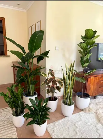 Beautiful Indoor Plants combo for Your Home and office