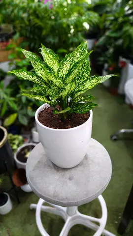 Aglanoma plant indoor
