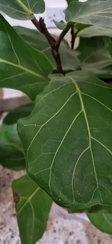 Indoor Fiddle Leaf Fig Plant