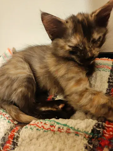 kitten for free adoption