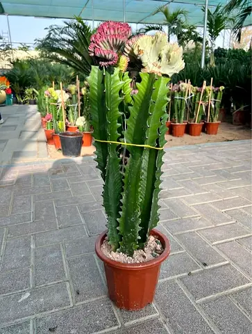 Stunning Cactus Plant with Beautiful Flowers