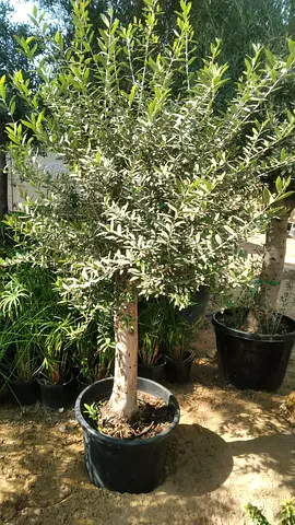 Live Olive Tree in Pot Outdoor Landscaping Plant UAE