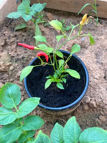 Chili Pepper Plant in Pot