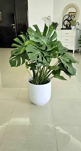 Beautiful Monstera Plant in Stylish Pot