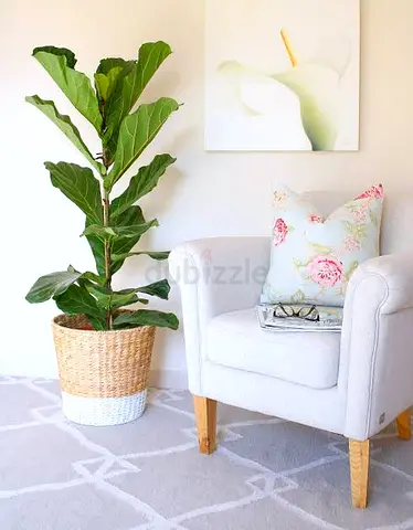 FIDDLE ARTIFICIAL PLANT
