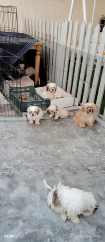 Puppies Looking for a Loving Home