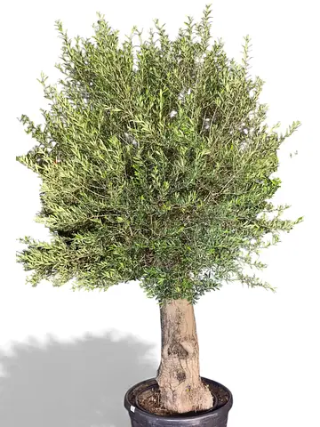 Spanish Olive Tree – 2.2m to 2.5m | Thick Trunk | Timeless Mediterranean Elegance