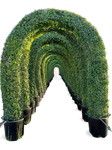 Name: Living Erithia Green Arch – Premium Topiary Plant for UAE Gardens