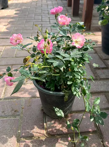 Premium Pink Rose Plant – Perfect for Gardens  Balconies – Free Delivery