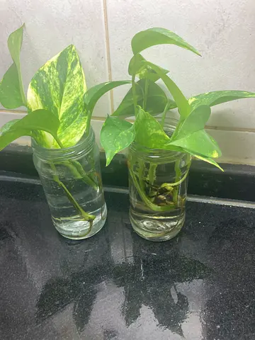 Plant