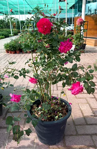 Healthy Red Rose Plant – Perfect for Gardens  Balconies – Free Delivery