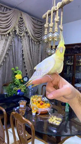 Cockatiel