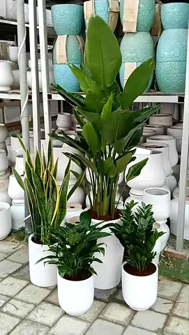 Beautiful Indoor Plants Collection for Your Home