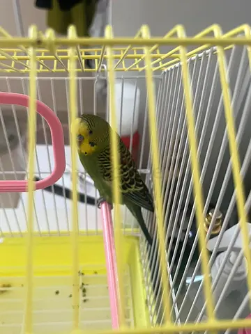 Found Budgie Bird in Ajman