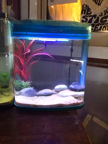 1 FEET AQUARIUM WITH 1 BETTA FISH PROPER DECORATION