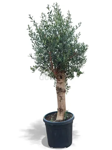 Spanish Olive Tree | Mediterranean Evergreen in Pot | 1.5–1.8m Height | UAE Delivery –