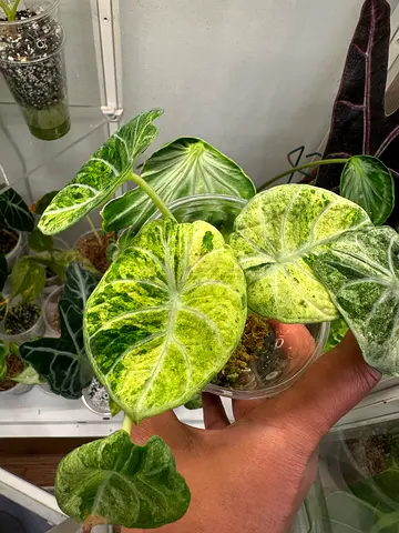 Alocasia Ninja Albo Splash. Aed350/-. Pickup near financial center metro station. Delivery can be ar