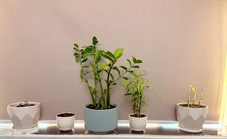 Indoor Flower Pots with Trays – Set of 6