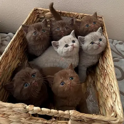 Cute Kittens Looking for a Loving Home