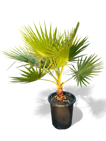 Buy Mexican Fan Palm | Tropical Fan-Shaped Plant in Pot | 100–140cm | UAE Delivery