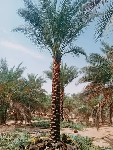 Elegant Palm Tree for Outdoor Spaces