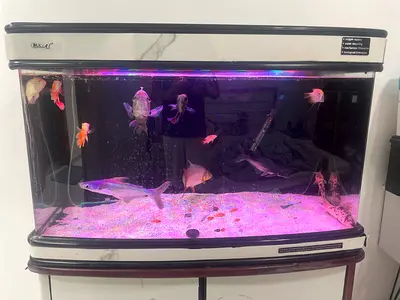 Fresh water aquarium
