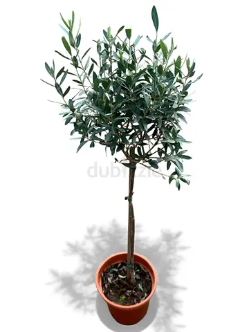 Olea europaea indoor plant for sale in Dubai UAE