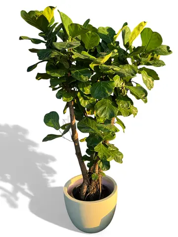 Fiddle Leaf Fig Plant for Sale UAE – Indoor Decor Dubai, Sharjah