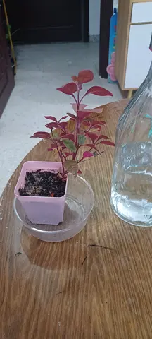 plant 4 sale