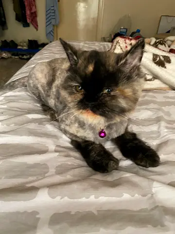 Beautiful and Playful Cat Looking for a Loving Home