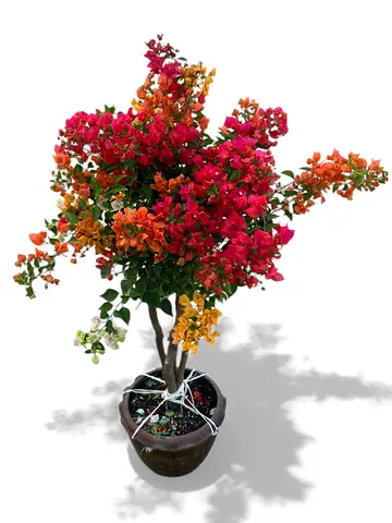 Viva Verda Bougainvillea plant for sale in Dubai UAE